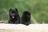 SCHIPPERKE 561